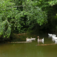 201406140830-den-koni-52.jpg