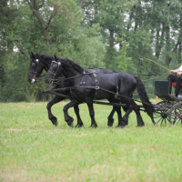 2011-06-04-15-hobby-konske-zavody-64.jpg